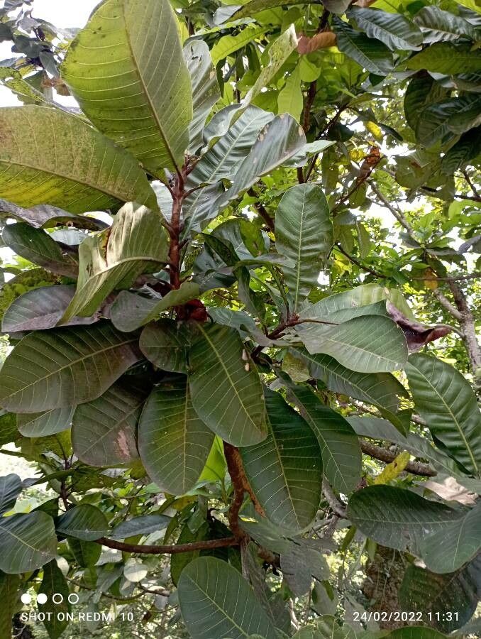 Anacardium excelsum — search result for 'Ecuador'