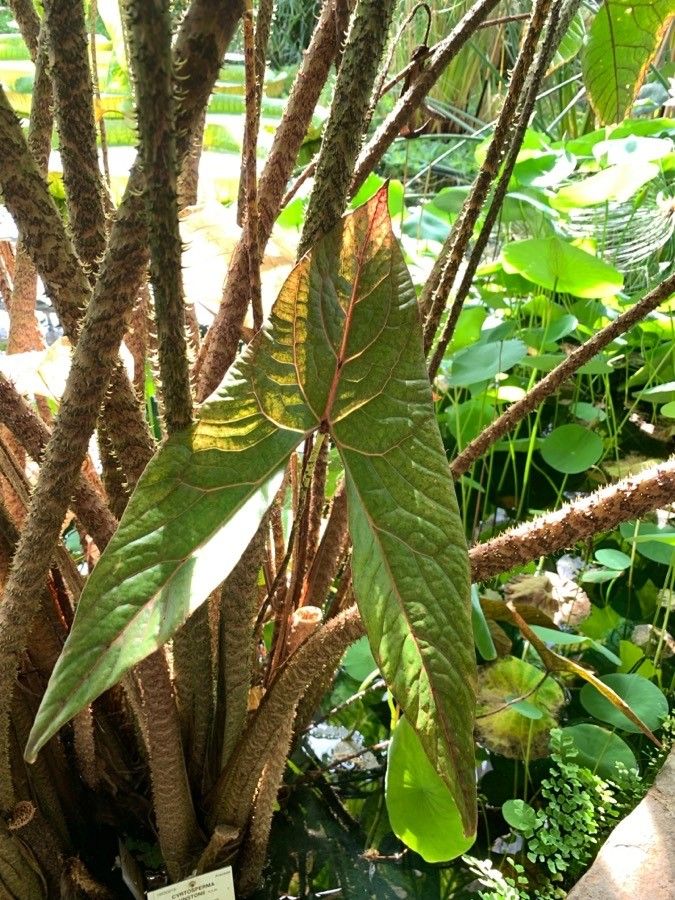 Cyrtosperma johnstonii — houseplant care guide