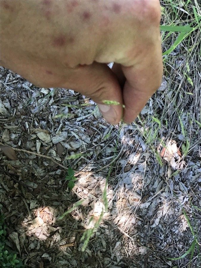 Piptatherum miliaceum fruit