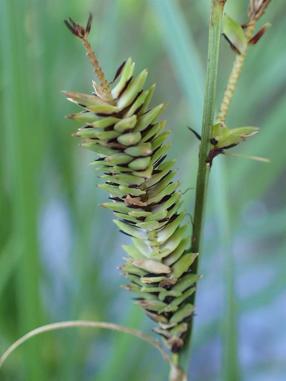 Carex elata fruit