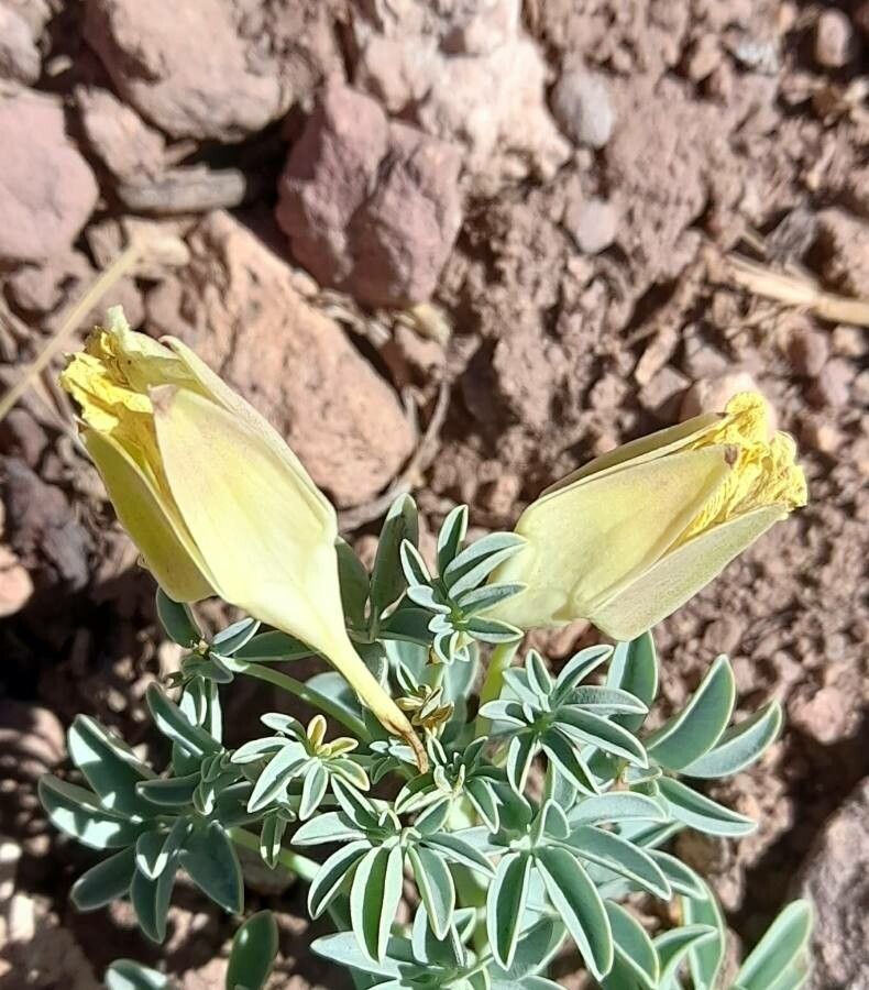 Tropaeolum polyphyllum flower