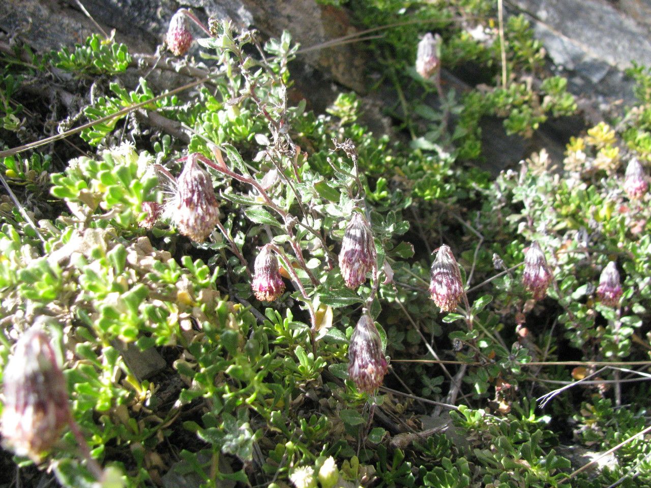 Senecio pflanzii habit