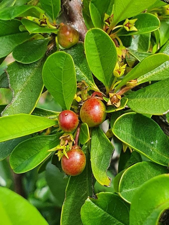 Rhamnus staddo flower