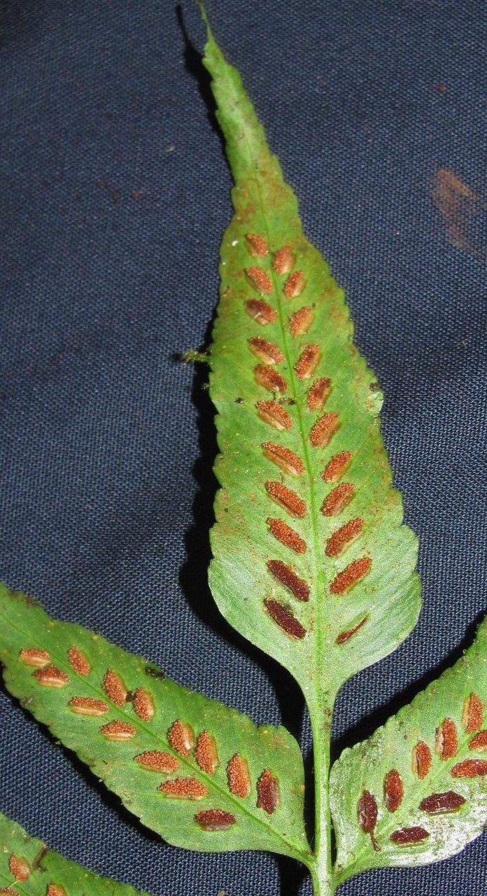 Asplenium feei other