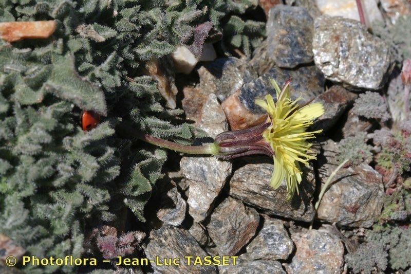 Leontodon boryi flower