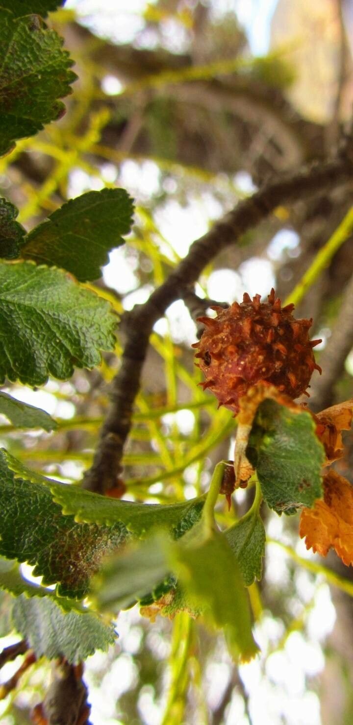 Nothofagus antarctica fruit