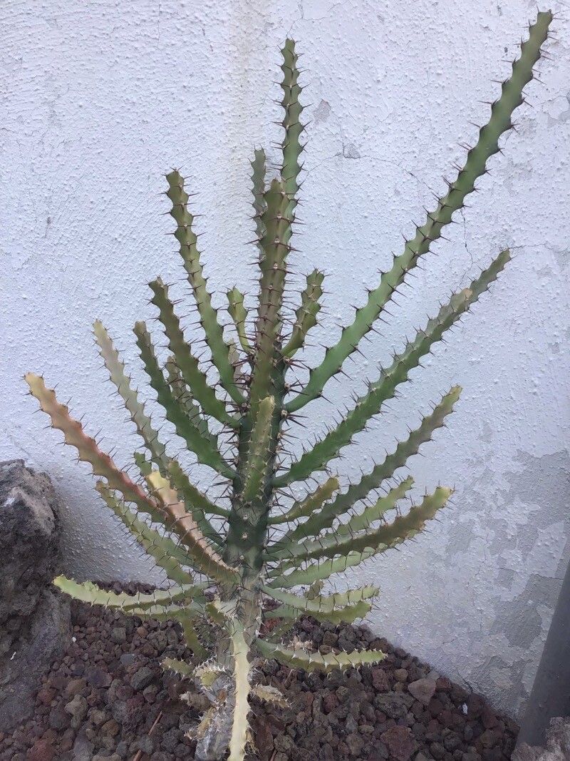 Euphorbia excelsa — houseplant care guide