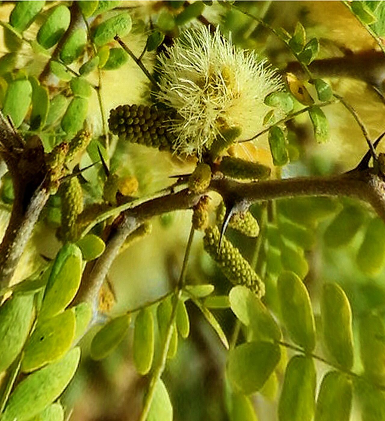 Ebenopsis confinis — related species from the same genus