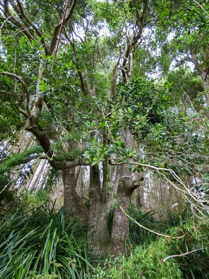 Gomortega keule — houseplant care guide