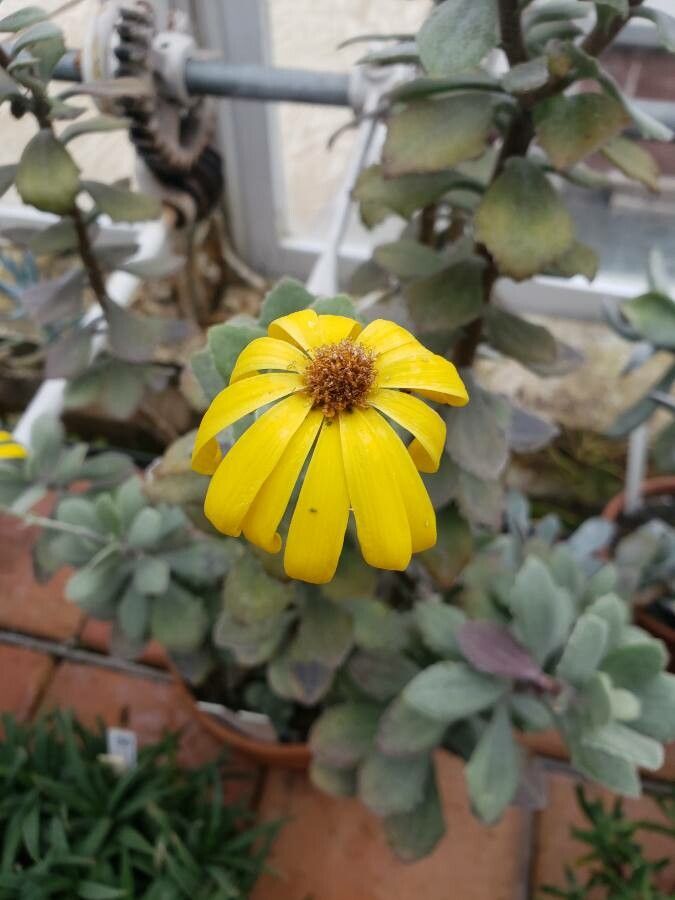 Senecio medley-woodii flower