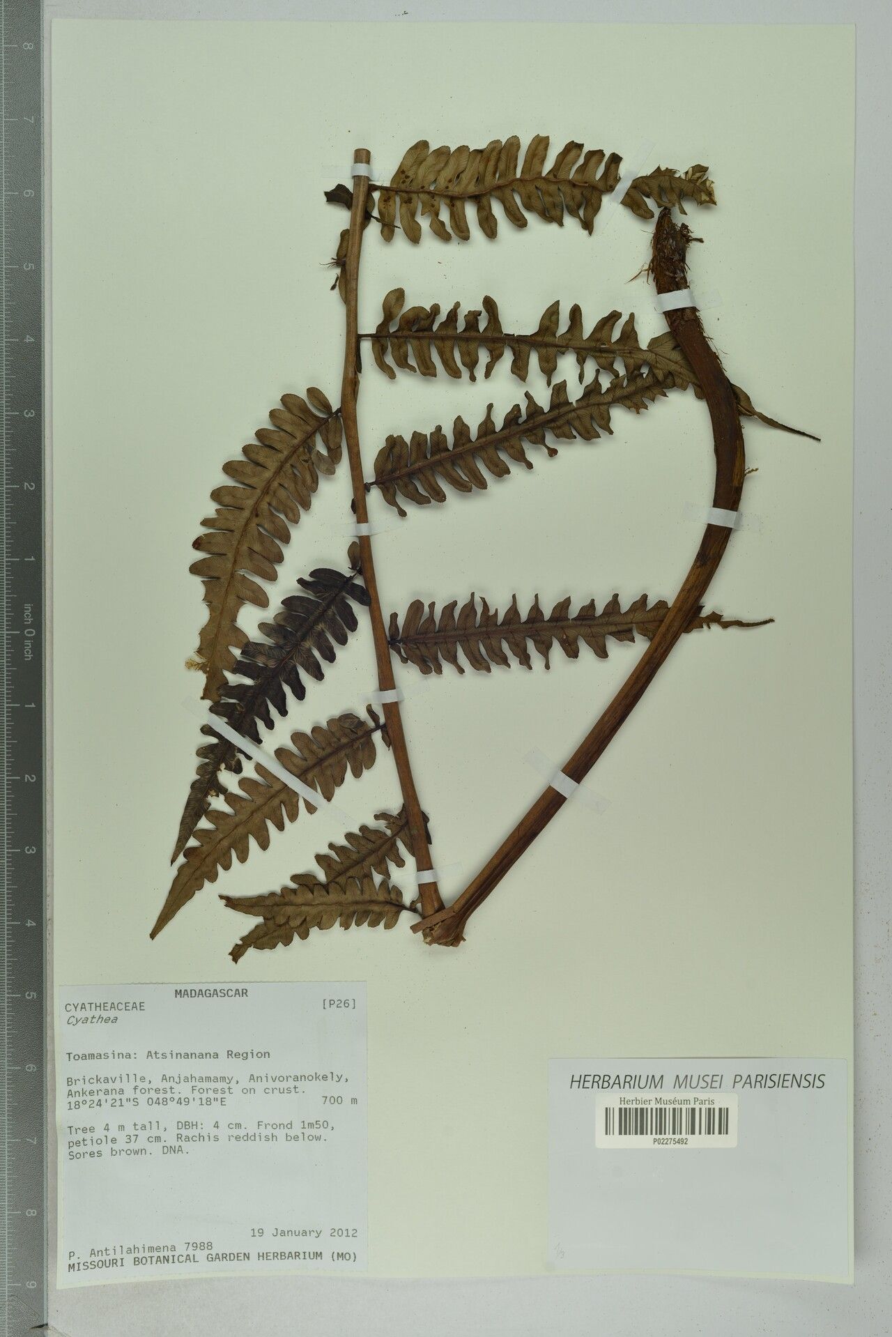 Alsophila emilei — houseplant care guide