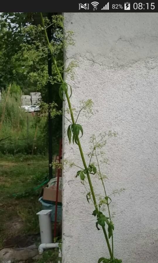 Valeriana diffusa — search result for 'Valeriana'