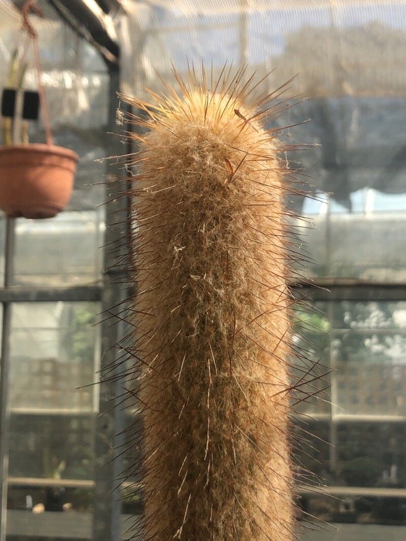 Espostoopsis dybowskii leaf