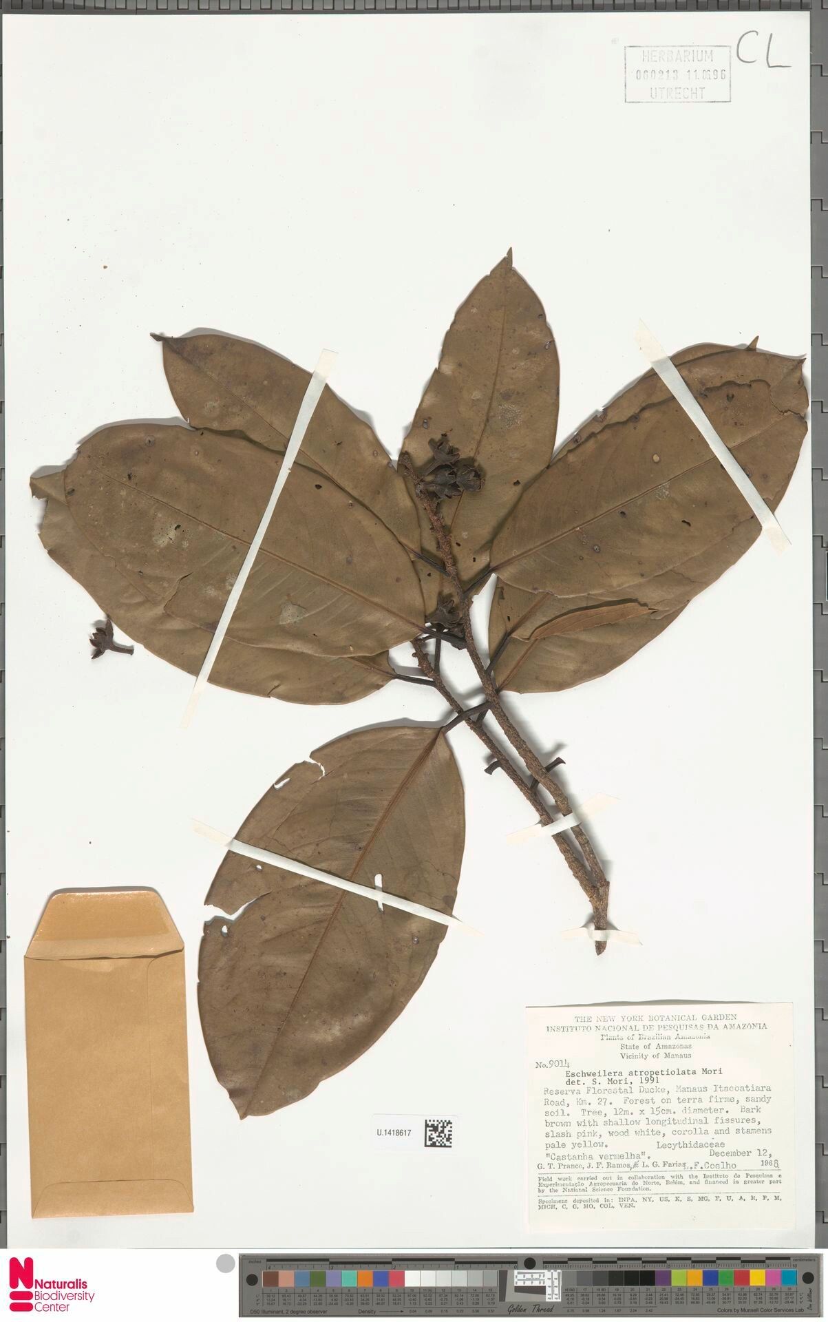 Eschweilera atropetiolata leaf