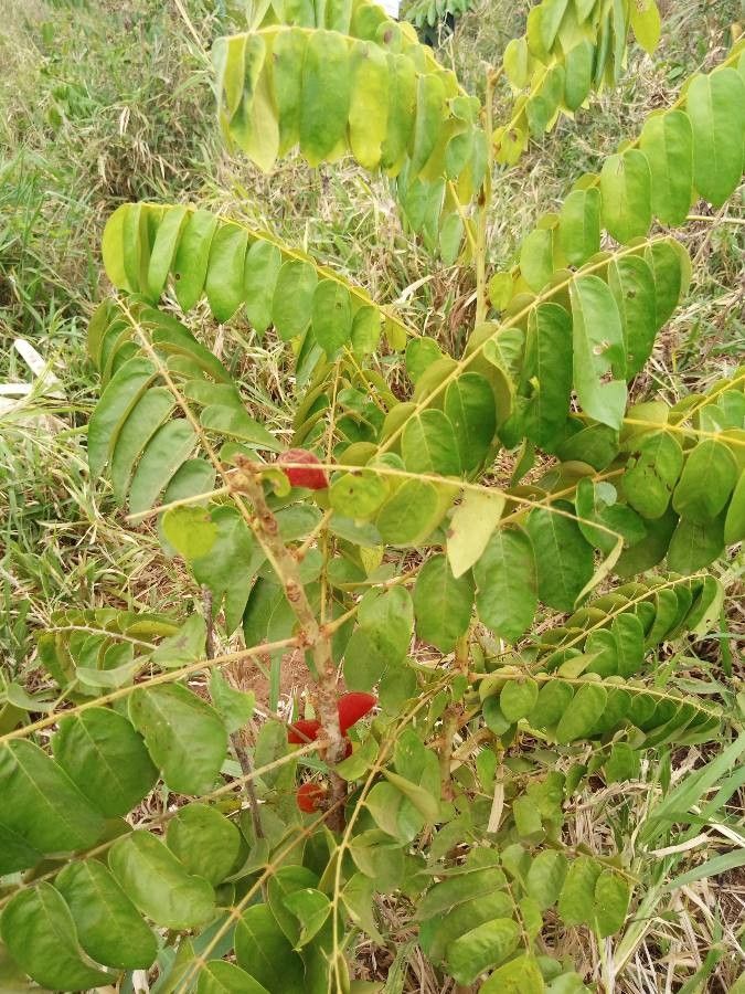 Cnestis ferruginea leaf