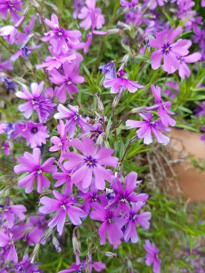 Phlox speciosa flower