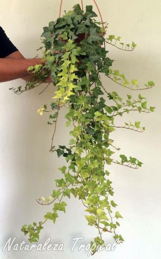 Senecio macroglossus flower