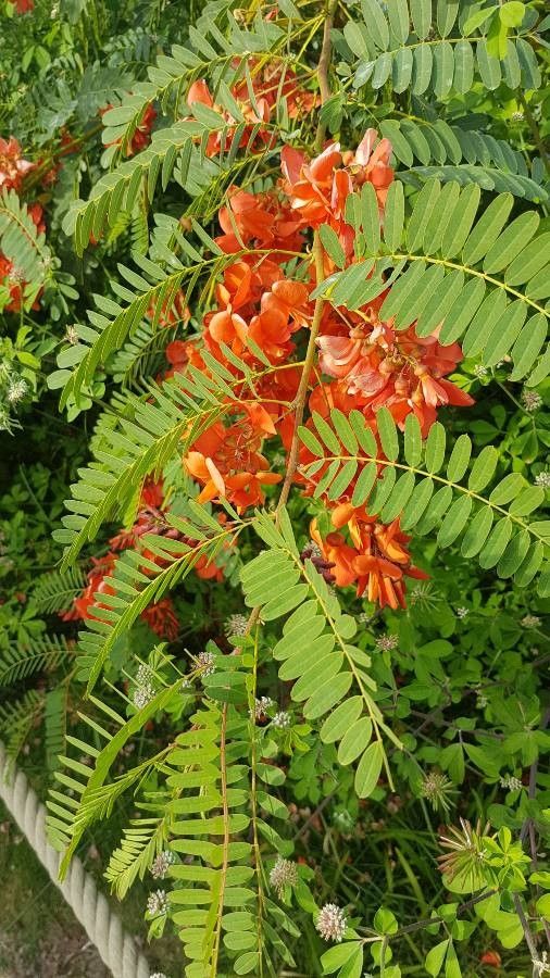 Sesbania punicea flower
