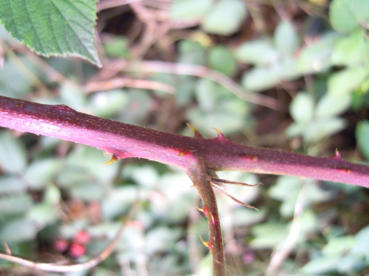 Rubus polyanthemus bark