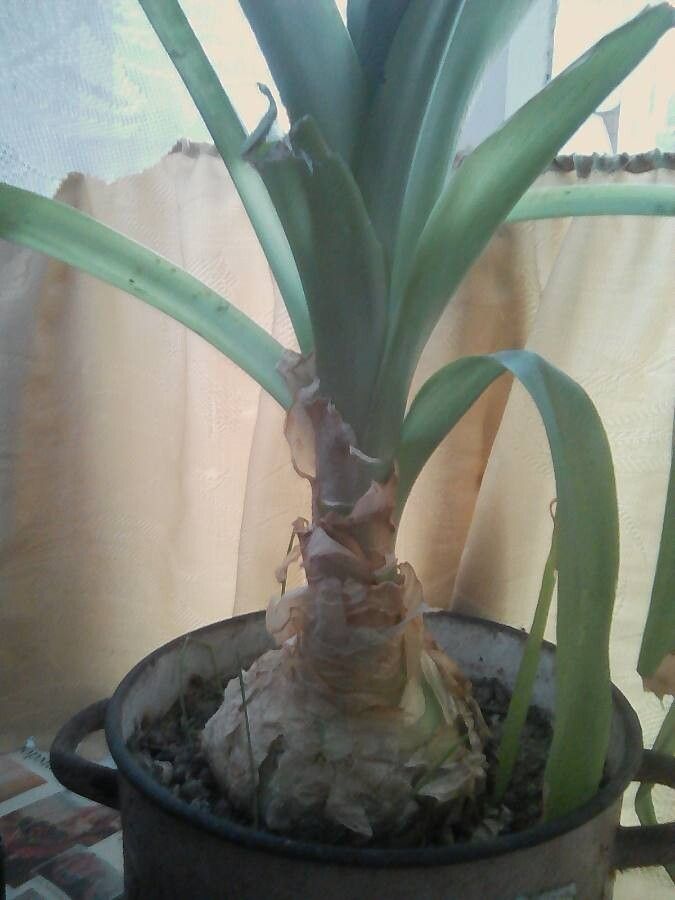 Ornithogalum campanulatum habit