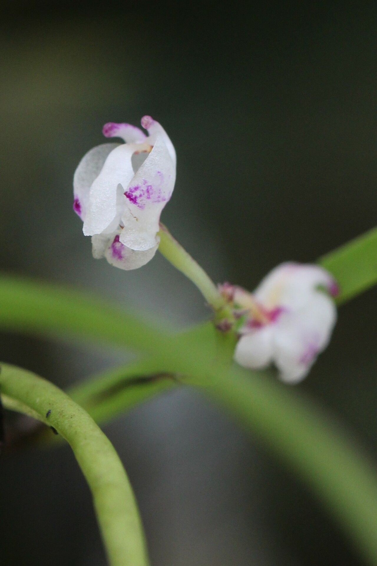 Polystachya bipoda — houseplant care guide