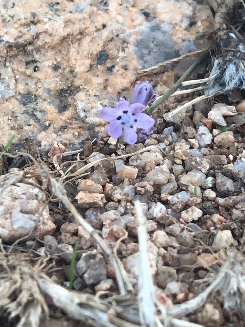 Prospero corsicum flower
