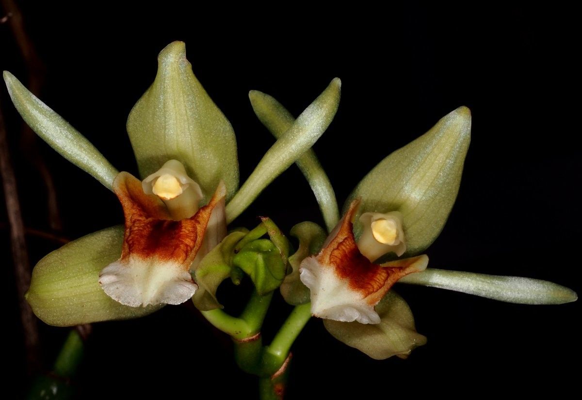 Coelogyne lycastoides fruit
