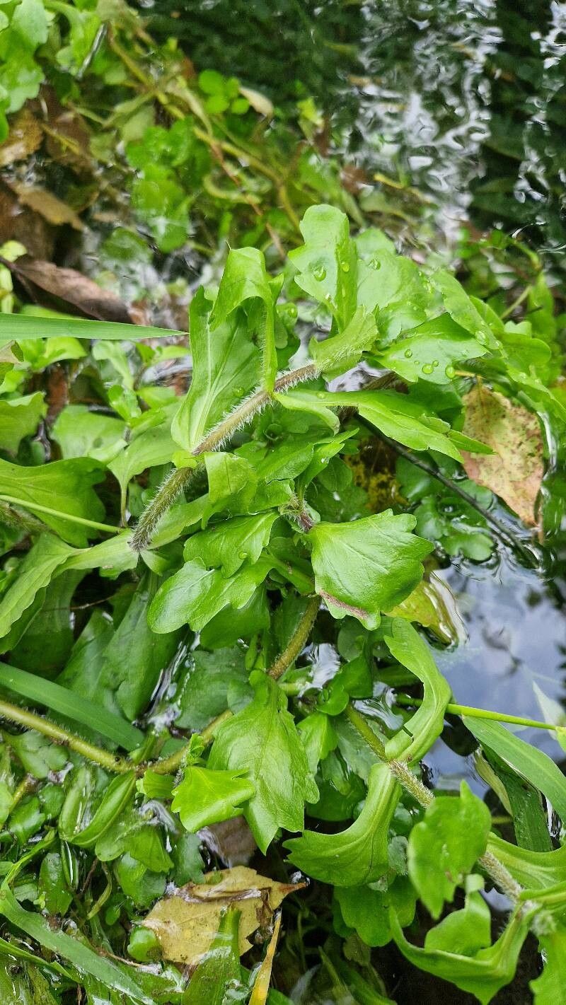 Shinnersia rivularis — houseplant care guide