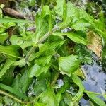 Shinnersia rivularis