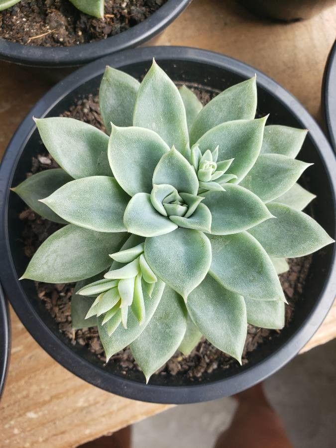 Echeveria bicolor leaf