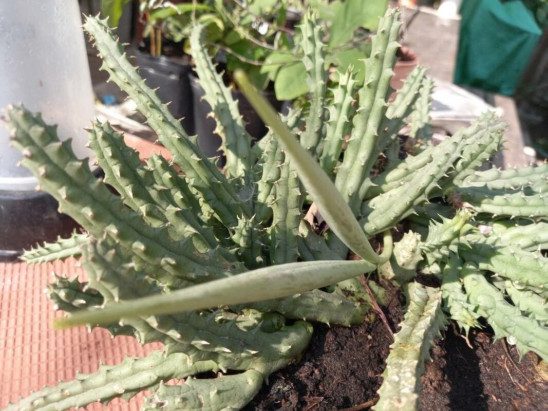 Huernia macrocarpa fruit