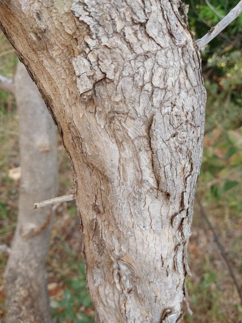 Dichaetanthera trichopoda bark