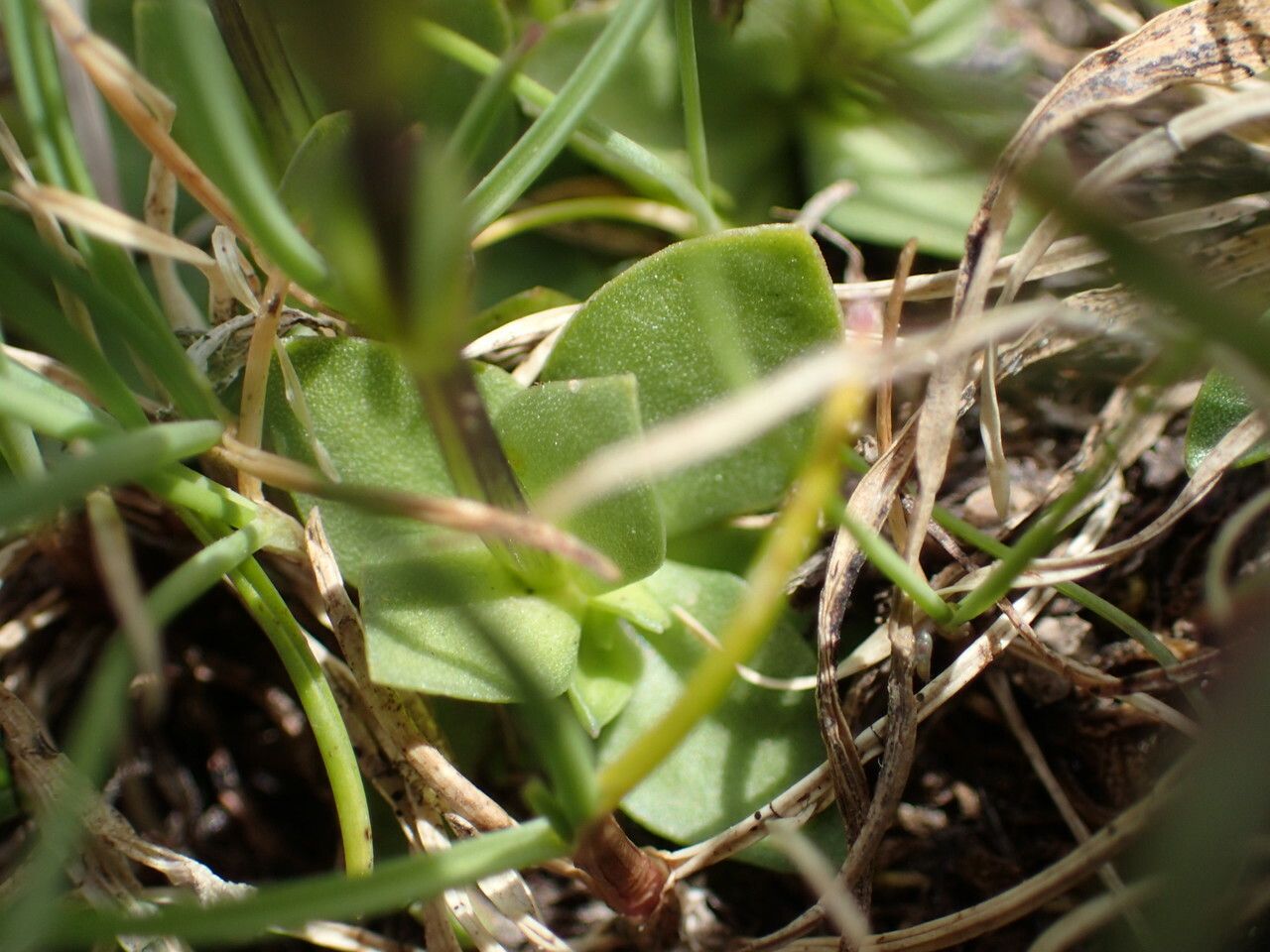 Gentiana verna leaf