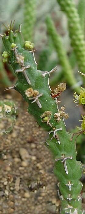 Euphorbia furcata — houseplant care guide