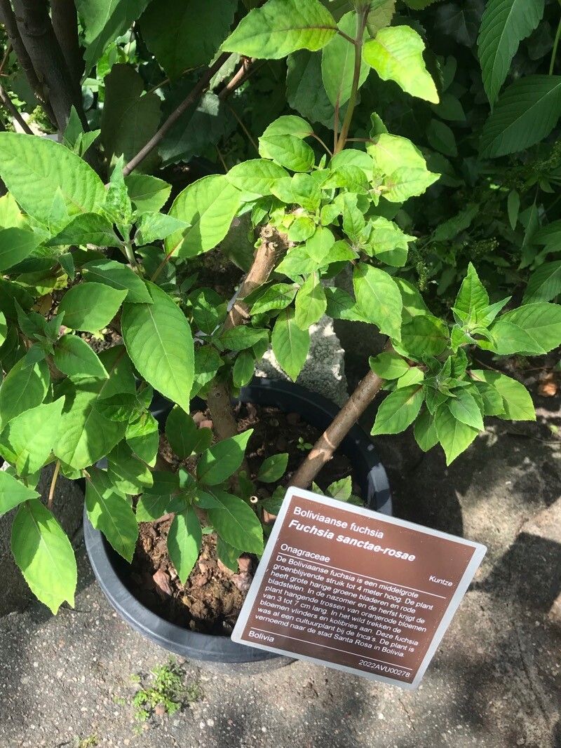 Fuchsia sanctae-rosae bark