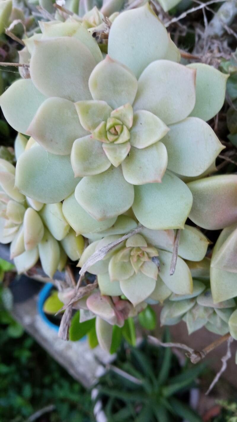 Echeveria derenbergii bark