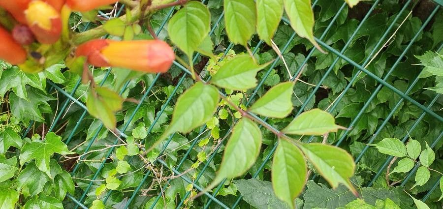 Campsis x tagliabuana