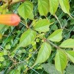 Campsis x tagliabuana