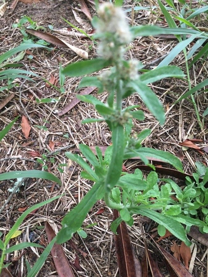 Gamochaeta pensylvanica leaf
