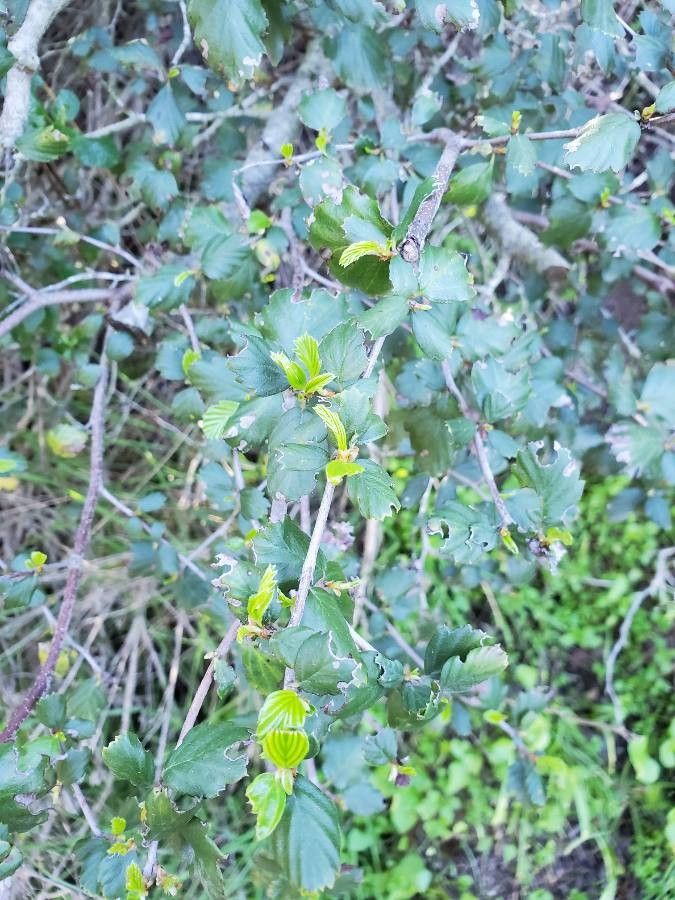 Ceanothus verrucosus — search result for 'Ceanothus'