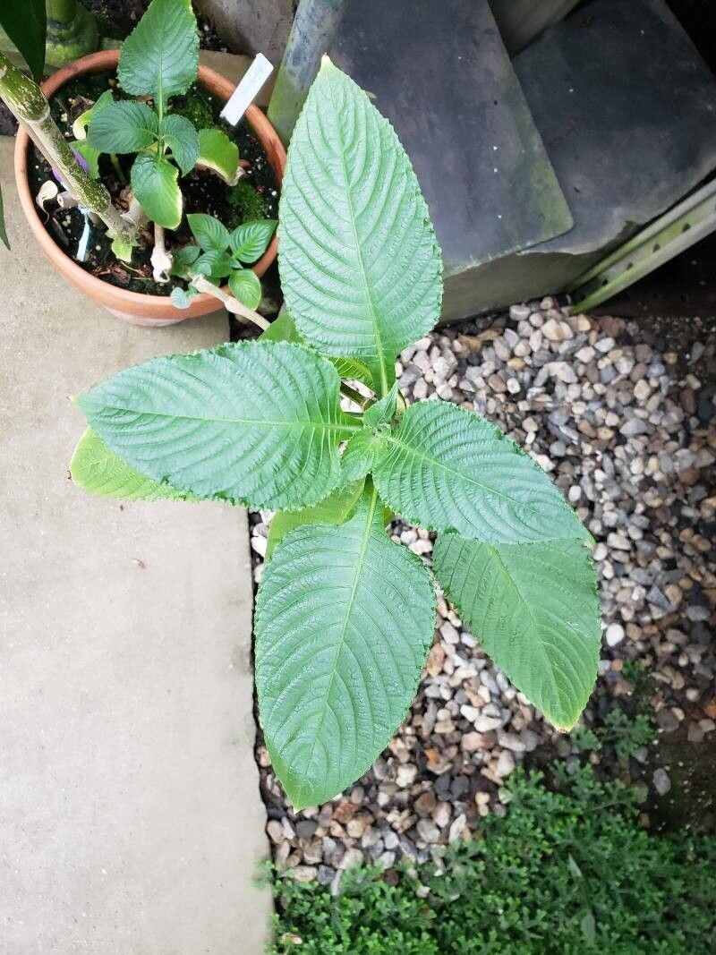 Brillantaisia cicatricosa — search result for 'Salvia'