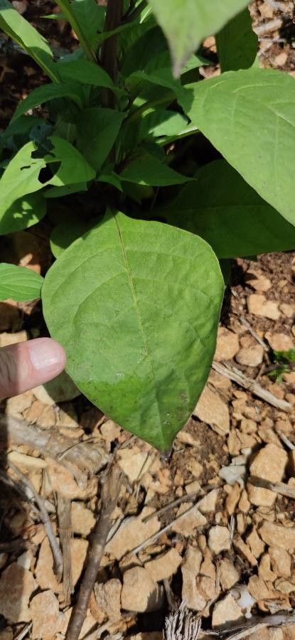 Atropa belladonna leaf