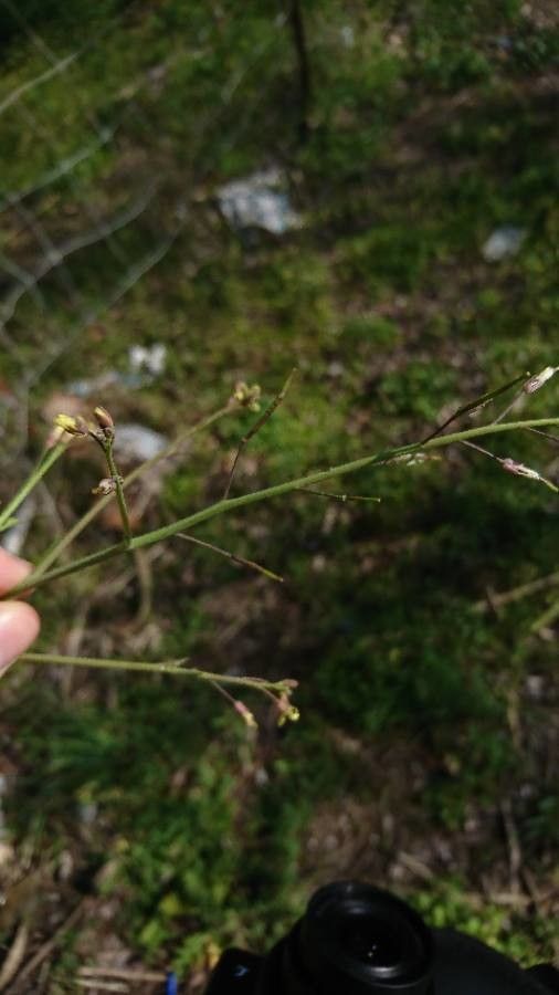Brassica tournefortii fruit