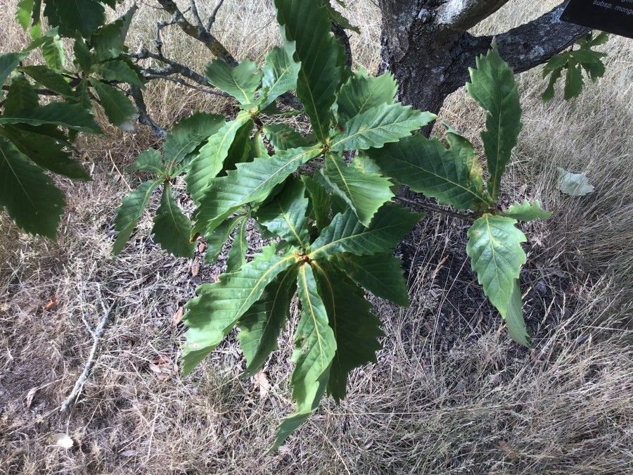 Quercus mongolica