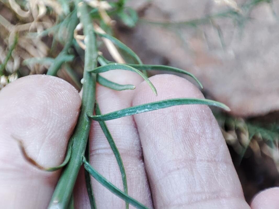 Feeria angustifolia — search result for 'Campanulaceae'