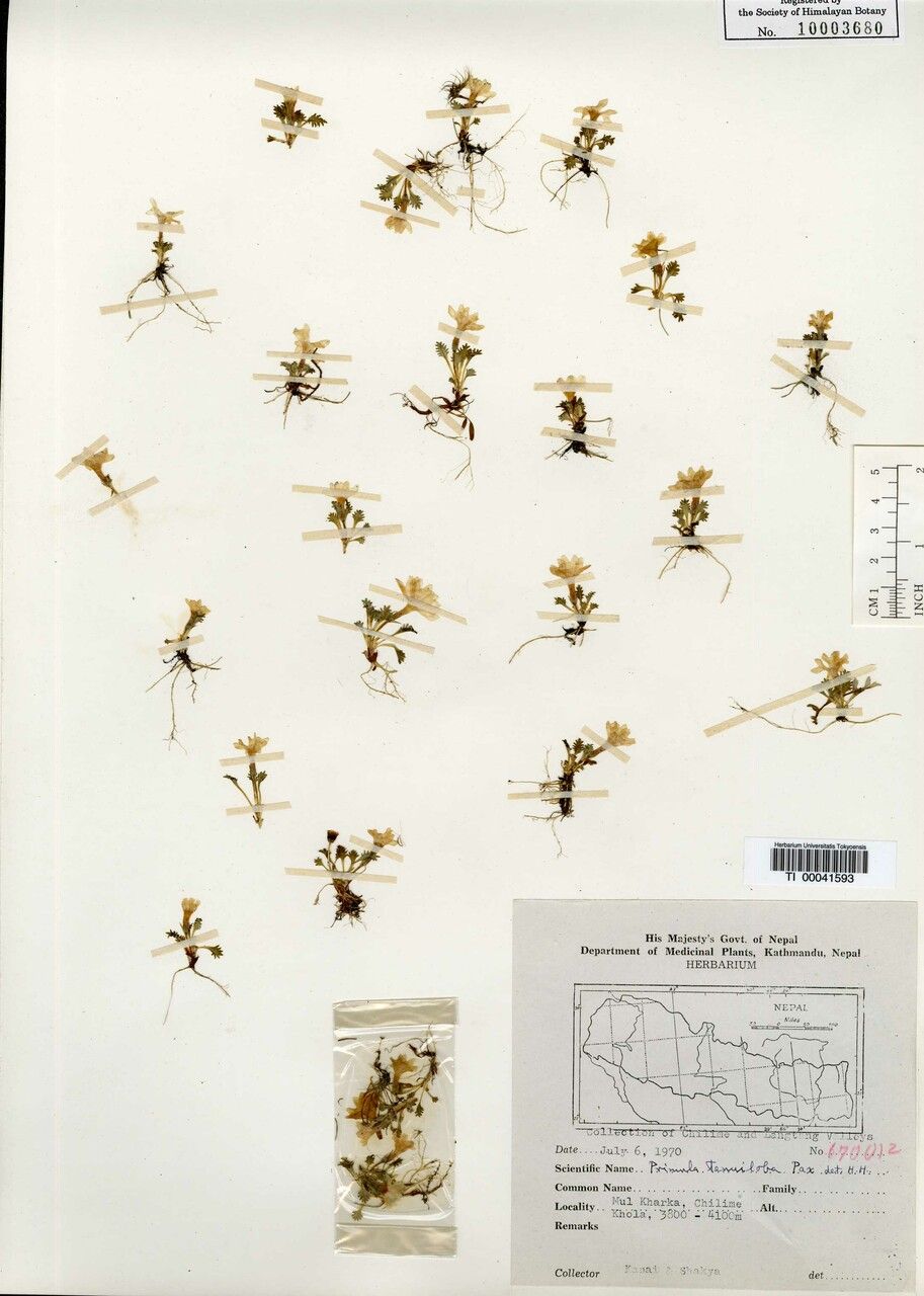 Primula tenuiloba — houseplant care guide