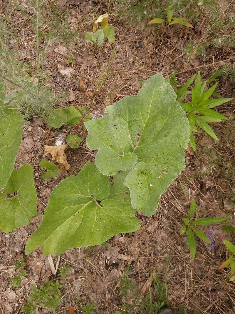Petasites spurius leaf