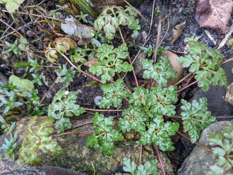 Erodium cheilanthifolium leaf