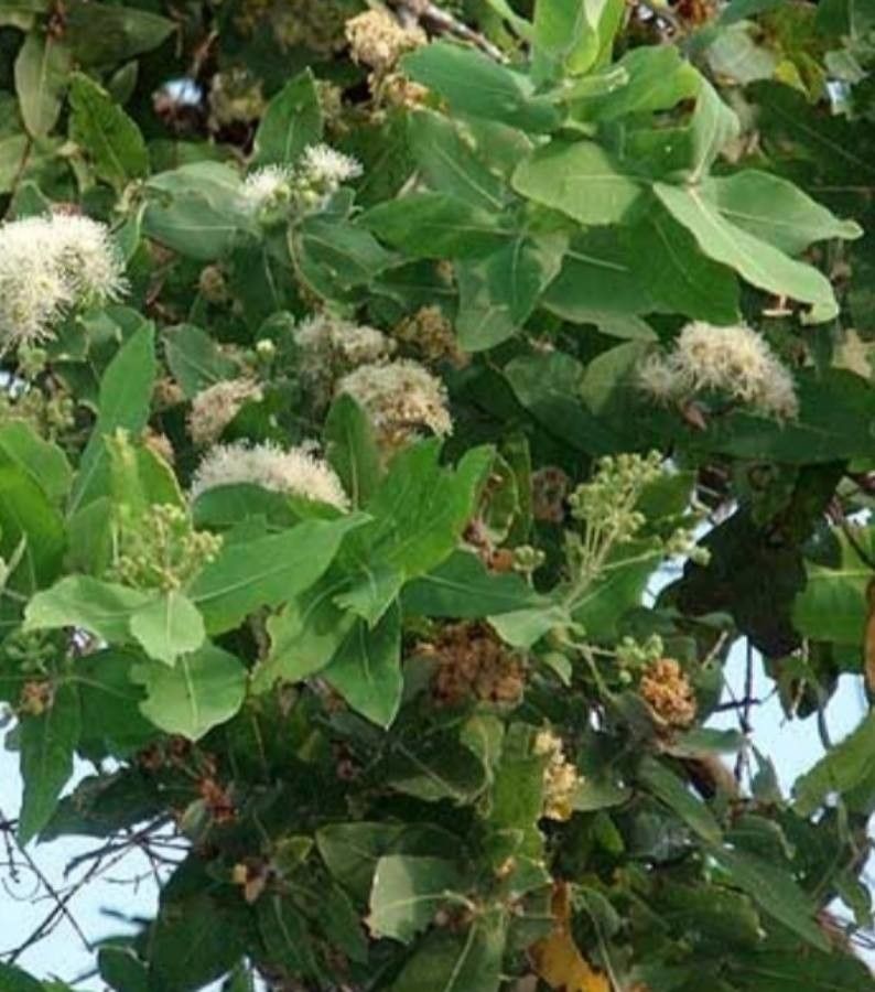 Angophora subvelutina — houseplant care guide