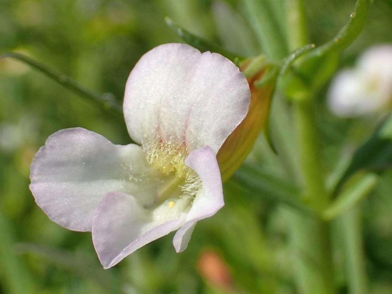 Gratiola officinalis flower